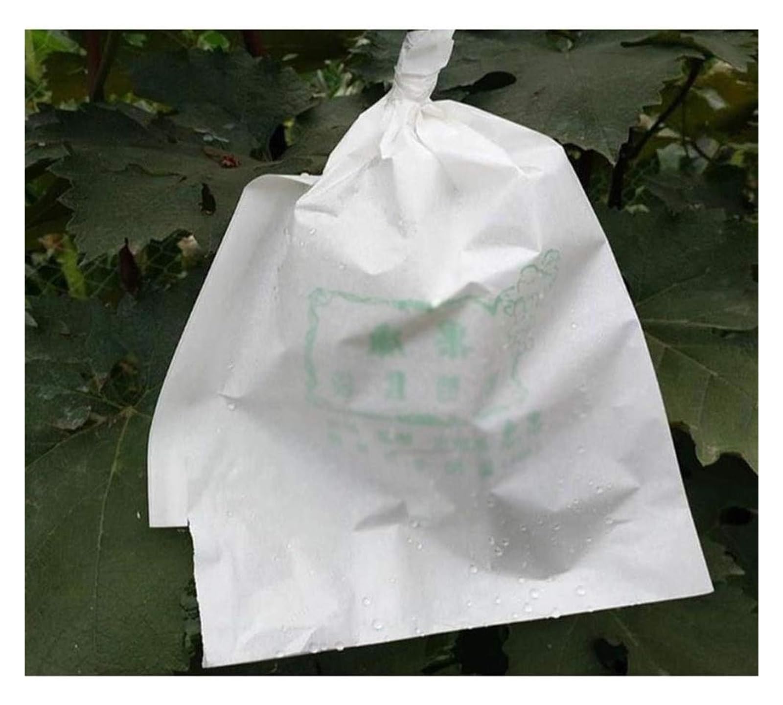 Bolsas Protectoras contra Insectos para Uvas, Bolsa de protección for huertos, Verduras, Uvas, Manzanas y Frutas, 20 x 28 cm, 30 38, 50 Unidades por Lote(30X38CM)