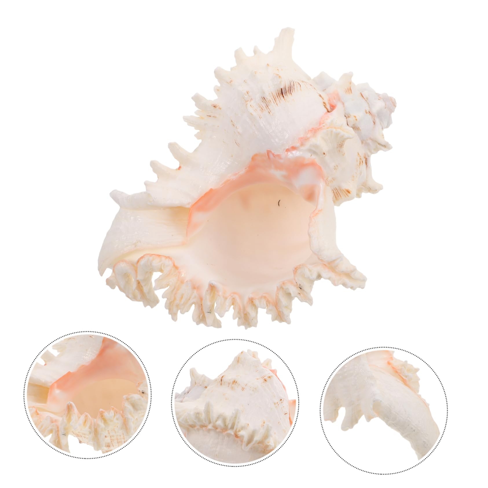 Conchiglie Naturali Grandi Decorazioni per Spiaggia Acquario Ornamenti Costieri Casa Mare Artigianato Conchiglie Mare Decorare Feste Hawaiane Tema