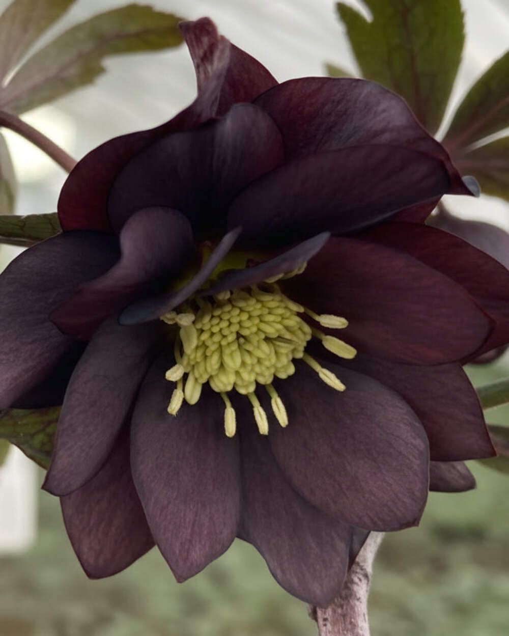 Perennial Farm Marketplace Helleborus x Winter Jewels 'Onyx Odyssey' (Lenten Rose) Perennial, 1 Quart, Near Black Flowers