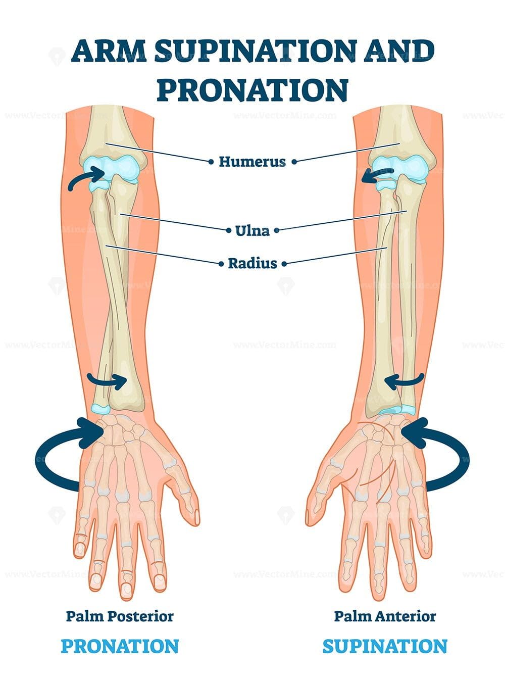 Rolyan Pronation & Supination Wheel, 2 Pound Weighted Wheel Training Device for Motor Control and Mobility, Hand & Arm Trainer for Forearm and Shoulder Surgery Recovery & Rehabilitation