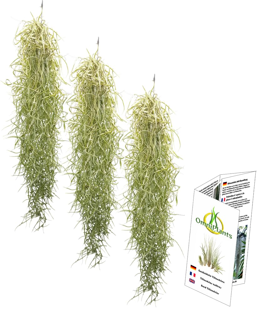 Ensemble de 3 Tillandsia usneoides
