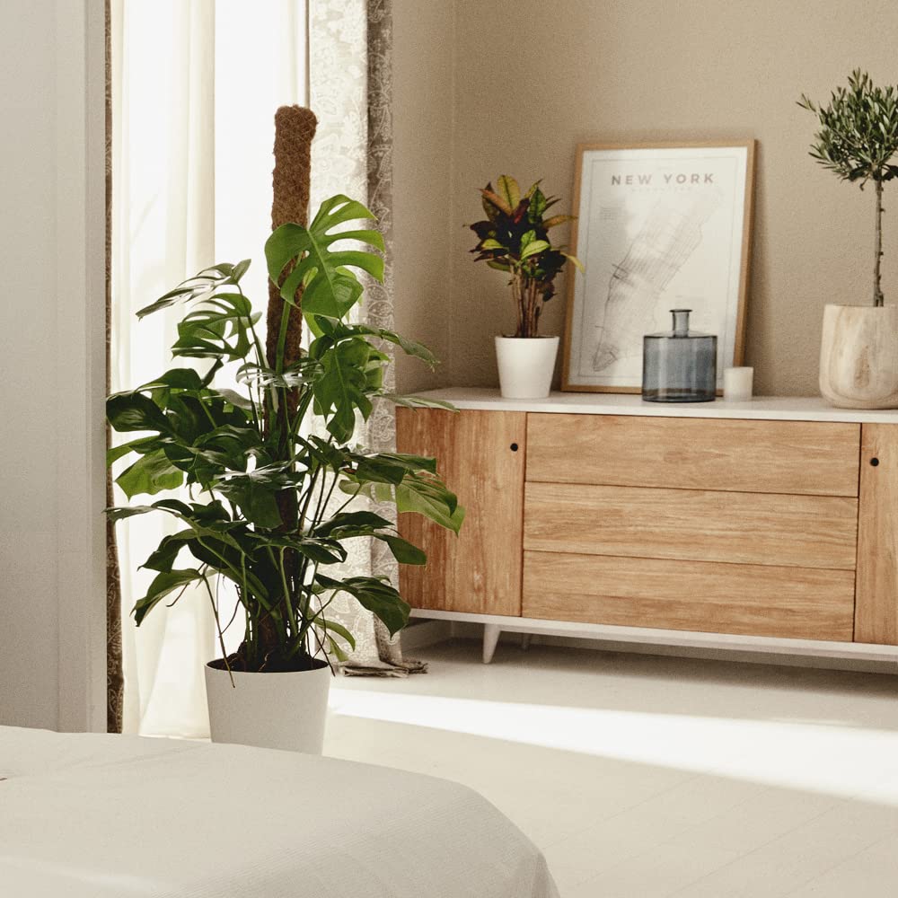 Monstera Deliciosa o Costilla de Adán | Planta natural de interior estilo tropical con altura 120-130 cm y con tutor incluido - Maceta del 24ø | April Plants