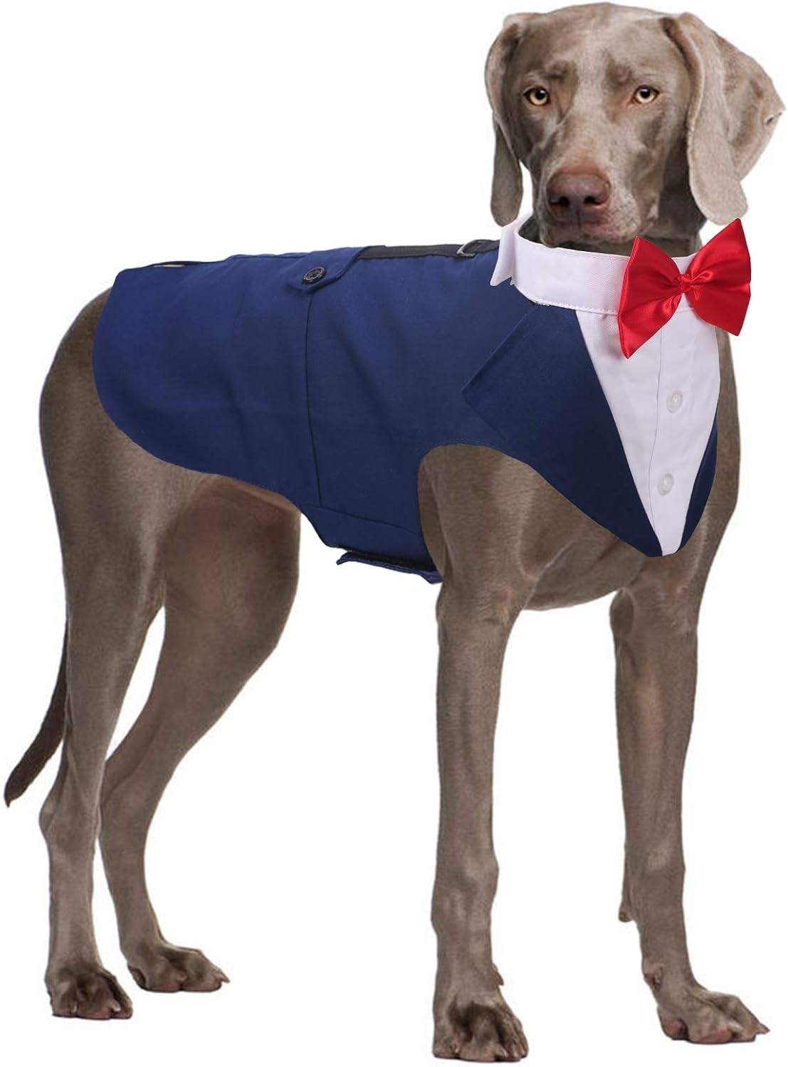 Traje de Etiqueta para Perro QBLEEV con Corbata, Talla XL, Azul Marino