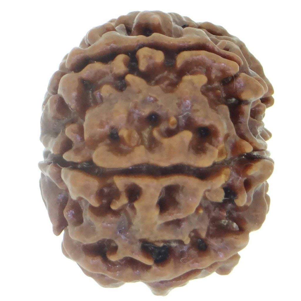 Arihant Gems and Jewels® 6 Mukhi Nepali Rudraksha | Natural, Certified, Astrological | Unisex for Men & Women
