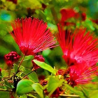 100 Mimosa Silk Tree Seeds Albizia Julibrissin Drought Tolerant Flowering Trees - Red Blooms