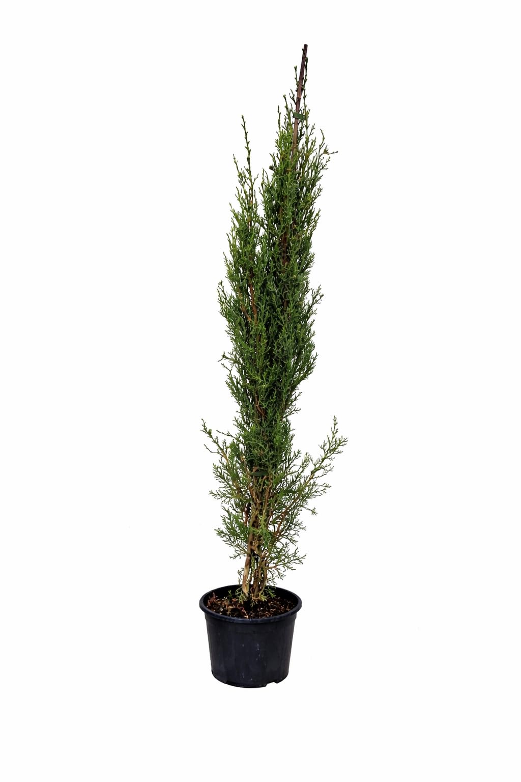 Mittelmeer Zypresse 120–140 cm – Italienische Säulenzypresse (Cupressus sempervirens) winterhart, schlank wachsend, mediterrane Gartenpflanze für Terrasse, Balkon & Garten
