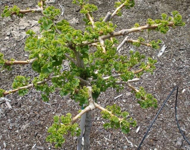 moringa oleifera bonsai Moringa Hildebrandtii | organically grown caudex plants