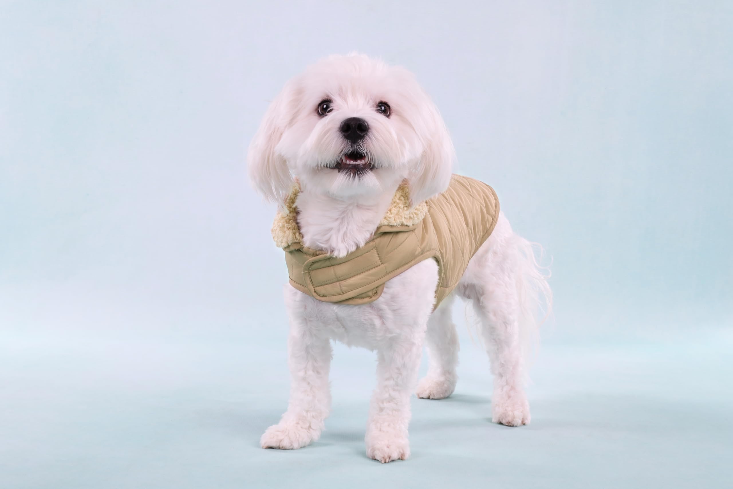 Flamingo Bonnie Beige Płaszcz dla psów - Rozmiar 35 cm (A: 35 cm, B: 34-38 cm, C: 50-54 cm) - Idealny dla Chihuahua, Jamnik, Shih Tzu, Mops i Cavalier King Charles