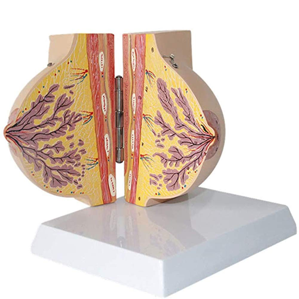 Sjdopulse Women's Breast Model,Anatomical Model Of Human Mammary Gland During Quiescent Period, For Scientific Research Display