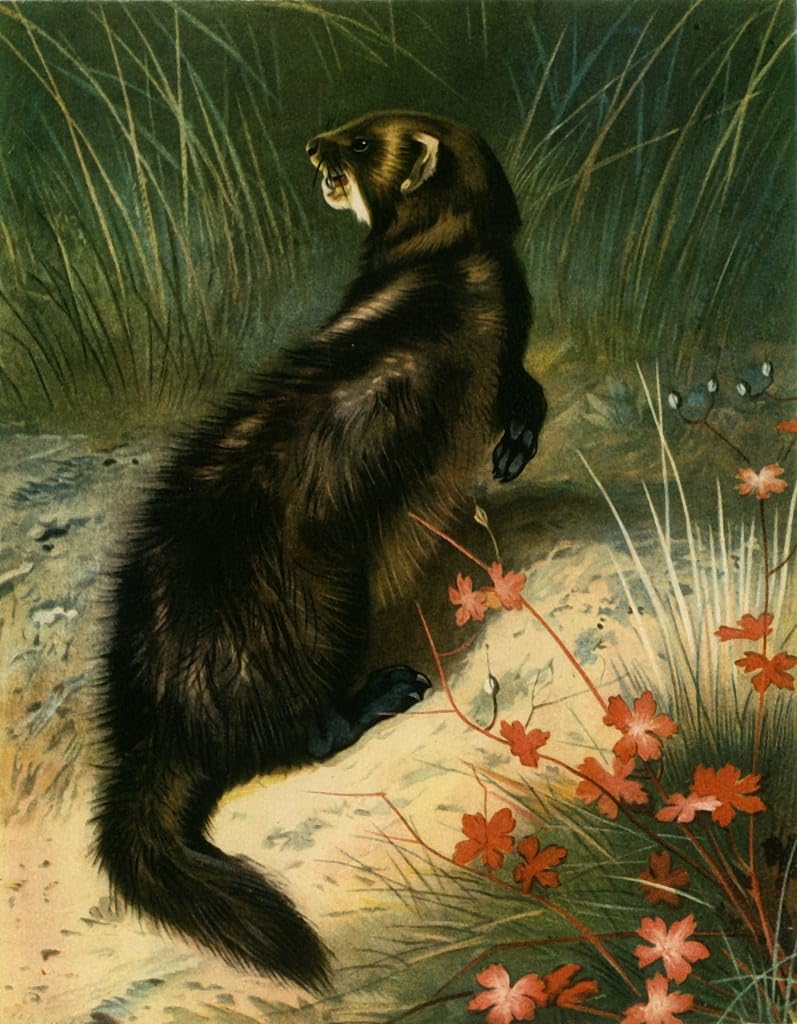Tableau putois d'Archibald Thorburn affiche art nature 60x90cm - 5