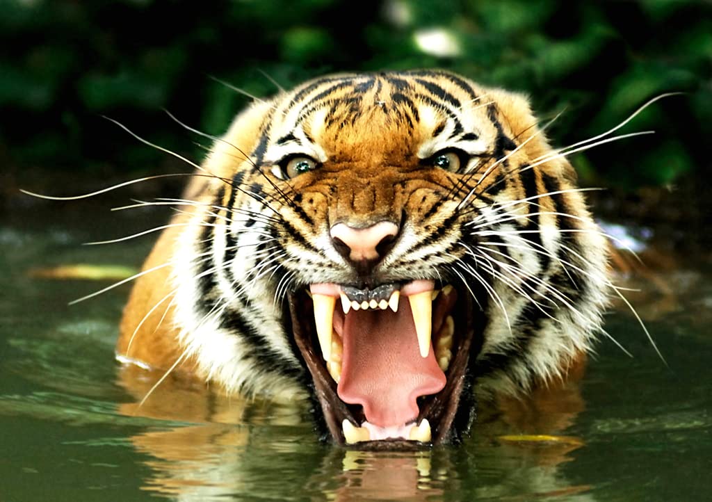Lais Puzzle 1000 Teile – Tiger Motiv Von Andrey Ushakov