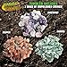 Nature Bound Starter Rock Tumbler Kit for Kids– Includes Rough Gemstones, Polishing Grits, Jewelry Fastenings, and Instructions – Great STEM Science Kit for The Future Geologist, Boys & Girls Ages 8+