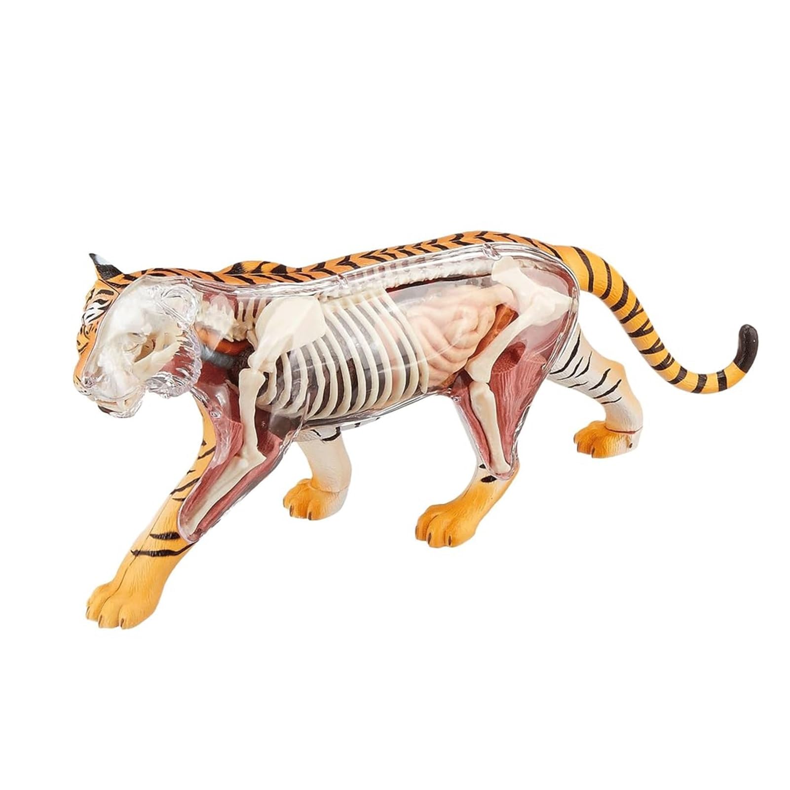 Amazon.co.jp: 内臓モデル トラの臓器解剖学モデル動物生物学