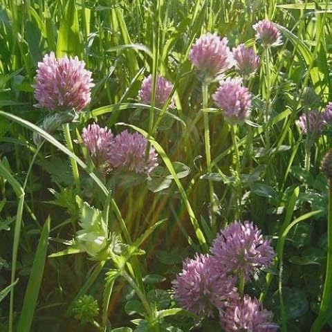 Wildflower Wild Red Clover Seeds - 3000 Cover