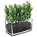MyGift 7.8 inch Modern Rectangular Glass Vase, Trough Planter, Tabletop Glass Terrarium
