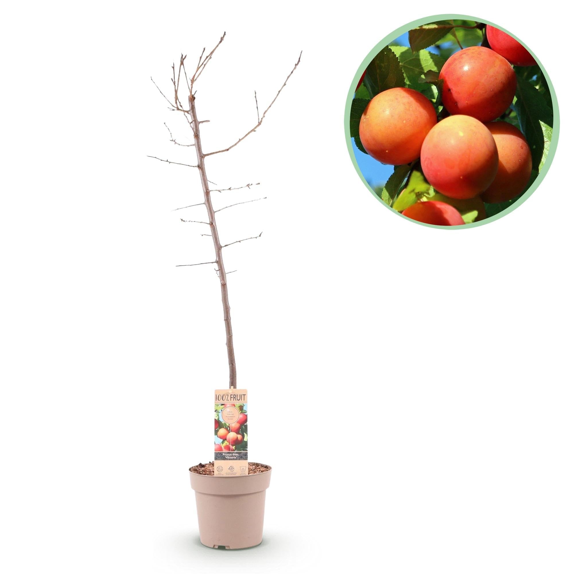 Śliwa Prunus domestica Victoria – roślina owocowa – czerwona śliwka – 21 cm – wysokość 90 cm – łatwa pielęgnacja – letnie zbiory