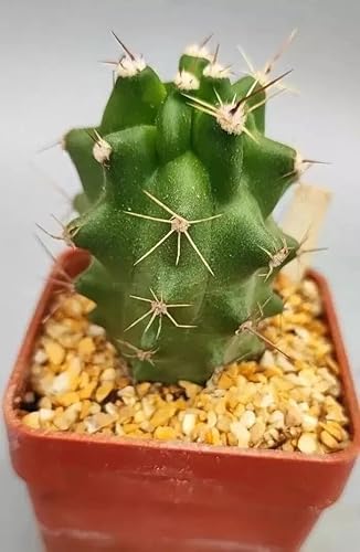 Kingcups Cactus (Echinocereus triglochidiatus) - Planta viva - Resistente al frío - Flores rojas cerosas