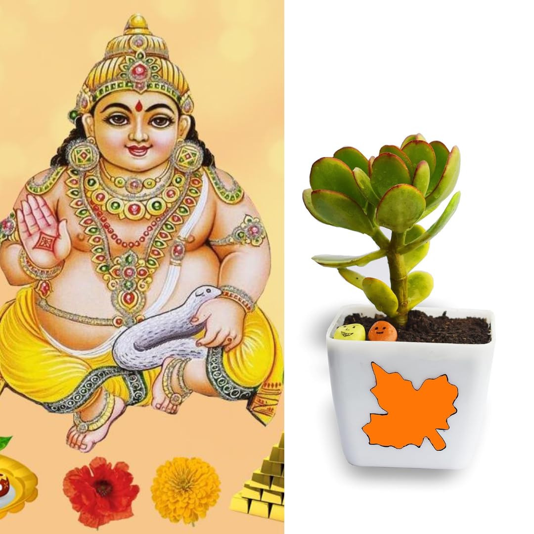 MVM ecomerce Beautiful Dhan Kuber Plant (Crasula Money Plant) With Brown Pot | Money Plant | Jade Plant Indoor Plant | Air Purifying Plant | Home Decorative | Office Plant Indoor Plant-image-6