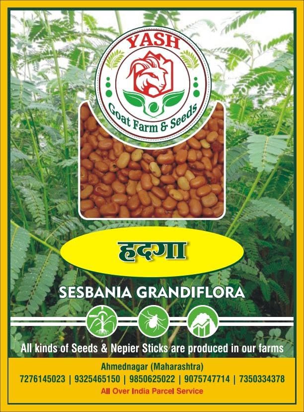 Y G Farm & Seeds, Sesbania Grandiflora/Hummingbird/Hadga/Agust/Agase/Avisa/Agati/Agastya/Hedga Seeds, 250 grams, India Origin (B0DDBYH4R8) Amazon Price History, Amazon Price Tracker