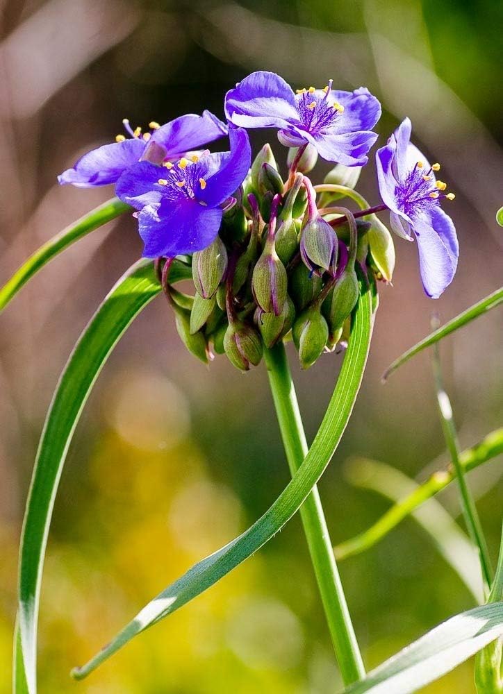 Spiderwort Flower Photograph