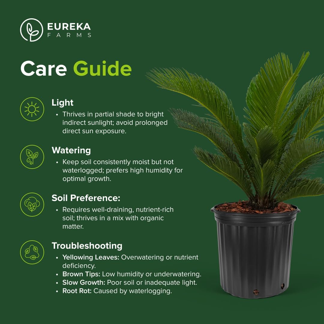 Sylvester Date Palm, Phoenix Sylvestris Robusta – Tropical Exotic Live Plant, Cold Hardy Garden Palm, Drought Tolerant, Low Maintenance Houseplant (7gal Pot, 4-5ft)