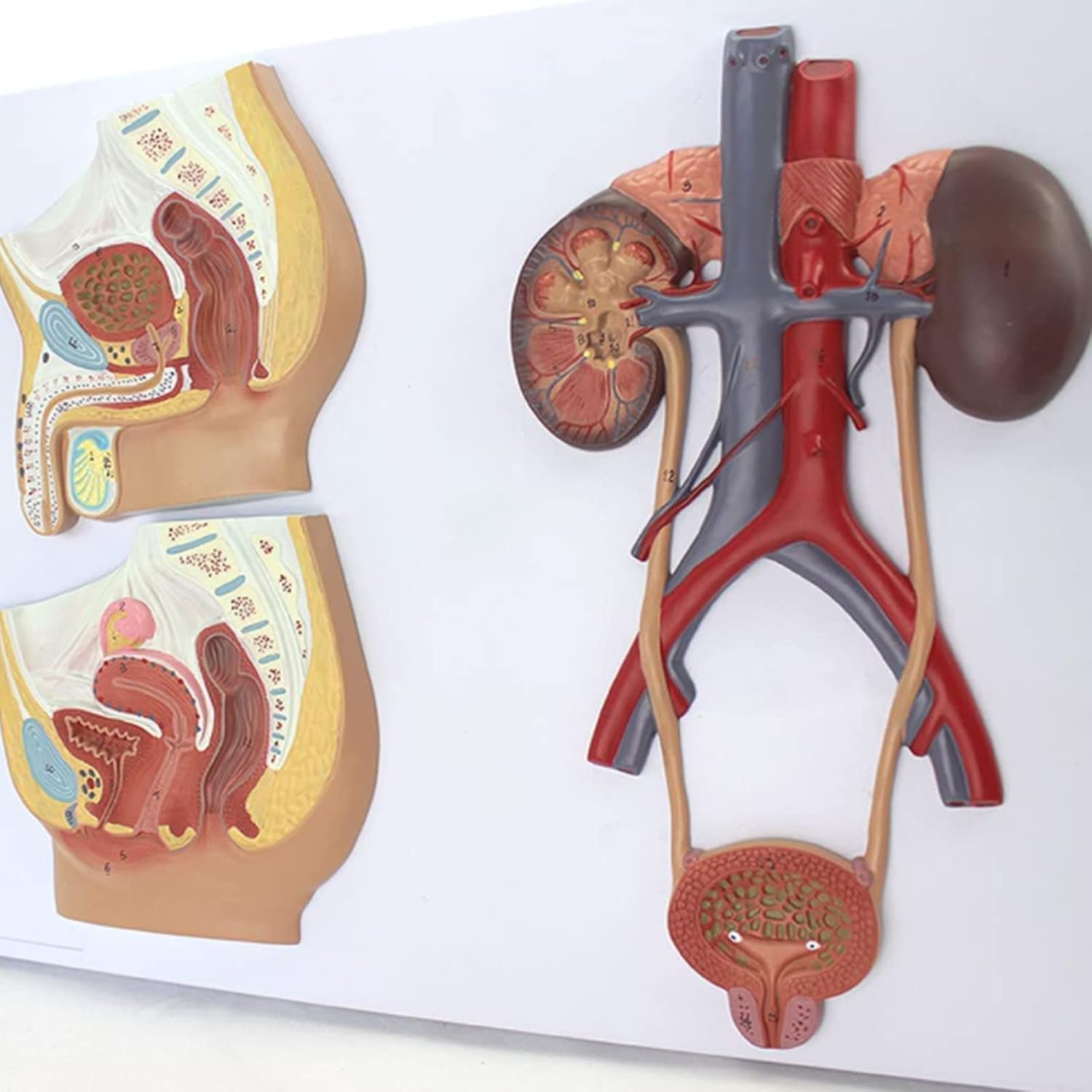 Libro di Testo Scientifico del Pacchetto di Insegnamento per Il Modello Urogenico Maschile E Il Modello Anatomico Medico Femminile