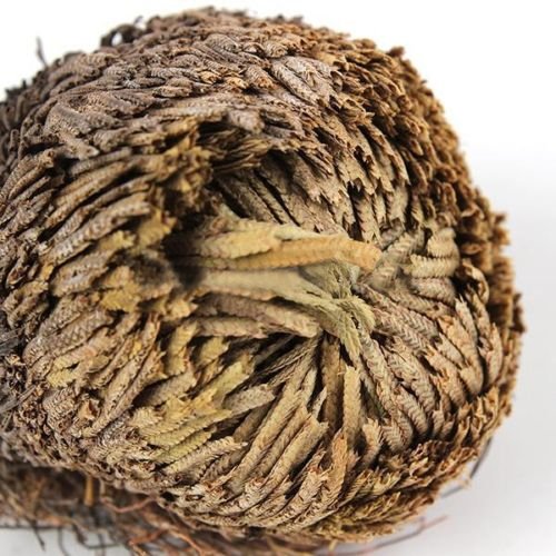Live Resurrection Plante Rose de Jericho Dinosaure Plante Air Fougère Spike Moss