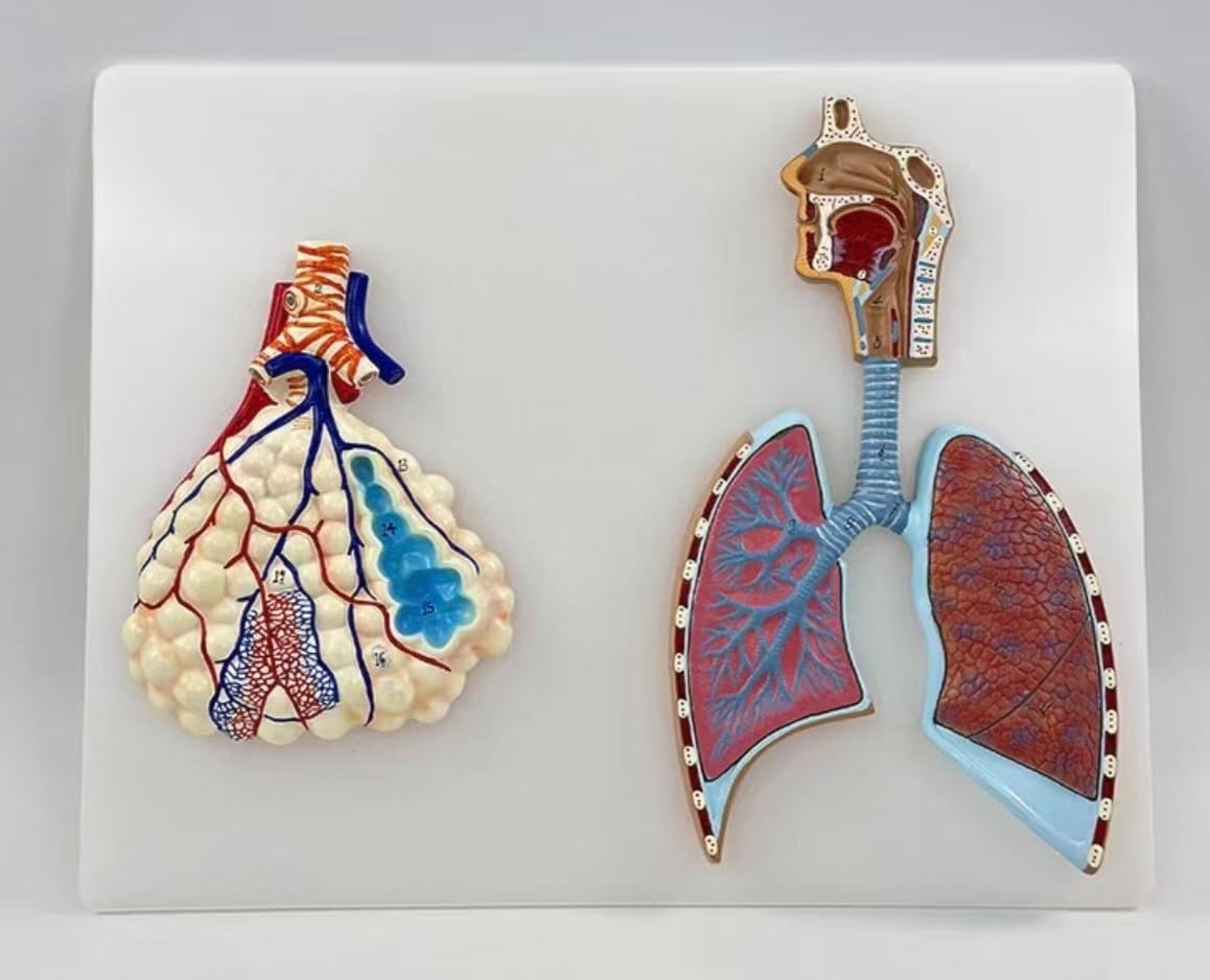 Human Lung Anatomy Model, Alveoli Right Bronchial Tree Respiratory Tract Lungs Model, Bronchial Tree Alveolus Enlarged Anatomy Structure Model, for Anatomy Study Educational.