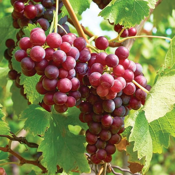 Image of GreenWorld Rare Sweet Red Grape,Lal Angoor (Guti Kolom) Live Plant Hybrid Big Size inchSpecial Variety inch(Fruit After 1 Year)