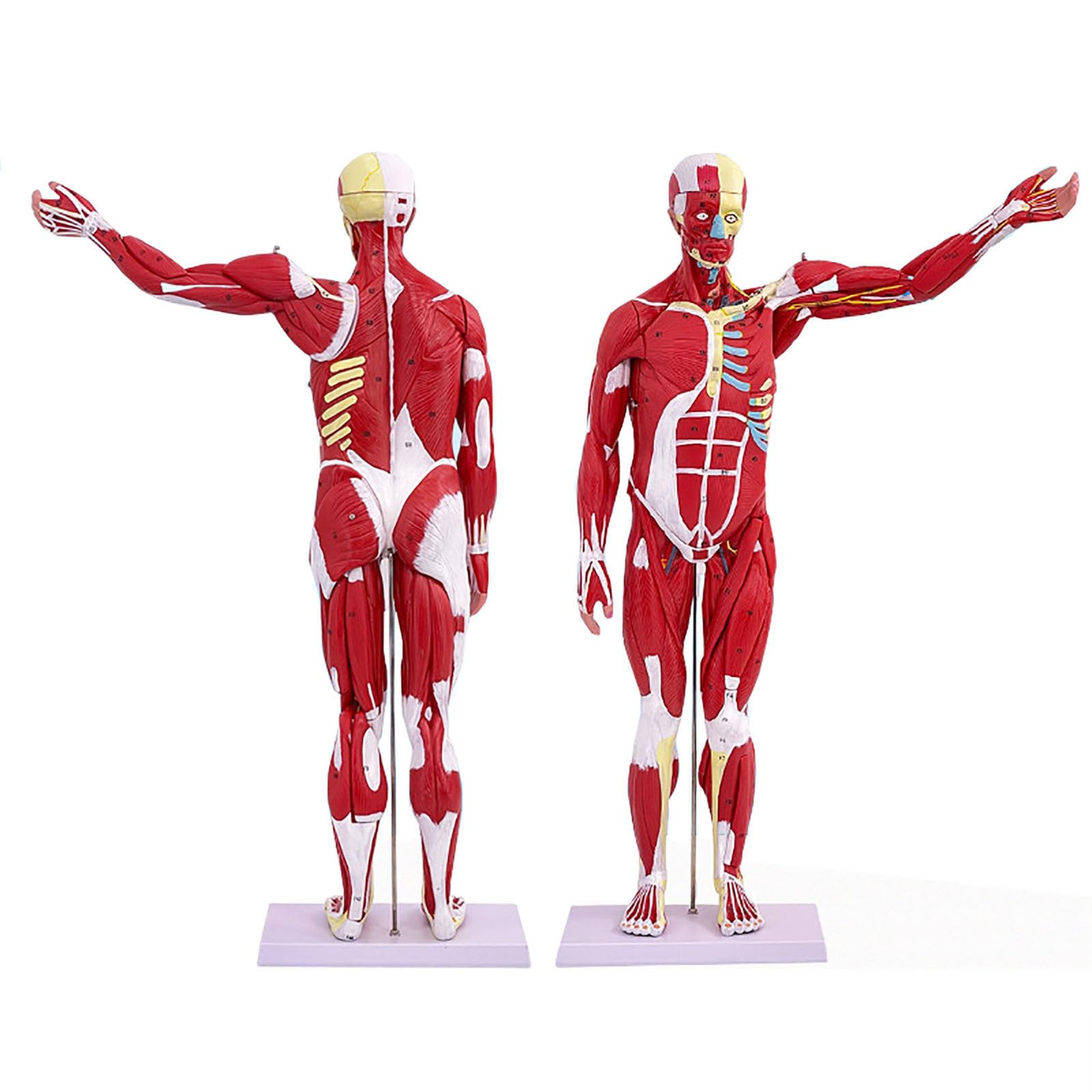 YNIYUJKL Human Muscle Organ Model, 27-Part Muscular Anatomy Model For Medical Study And Teaching, 80Cm Educational Tool For Physiology