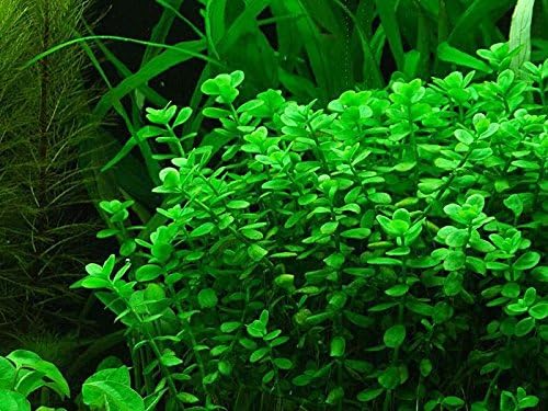 Potted Live Aquarium Plants - Moneywort for Freshwater Aquariums