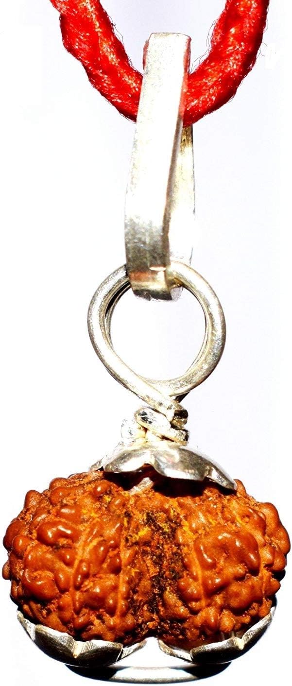 Divya Shakti 100% Original Indonesian Gauri Shankar Rudraksha in Silver capping (Gaurishankar Rudraksh) 10 M.M small size