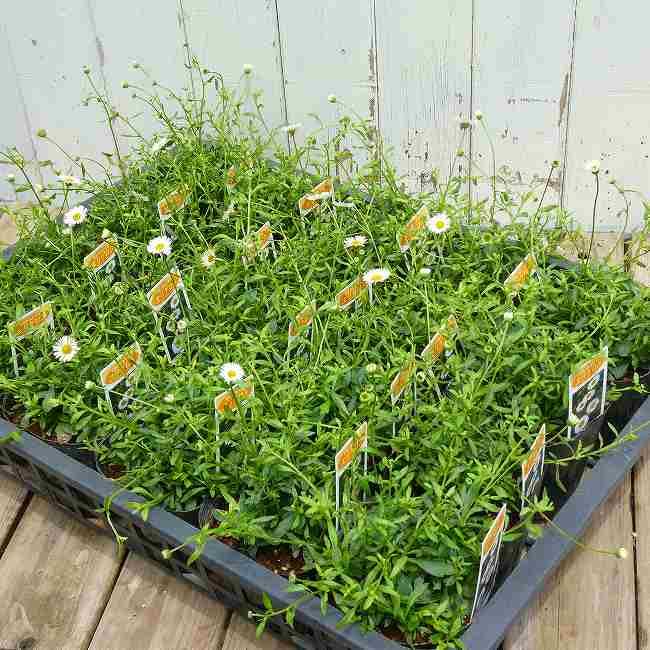 Amazon.co.jp: エリゲロン 苗 スパニッシュデージー 源平小菊 花苗