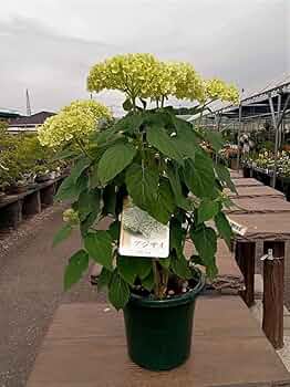 61OSYxfQo5L._AC_UF350, 61OSYxfQo5L._AC_UF350,