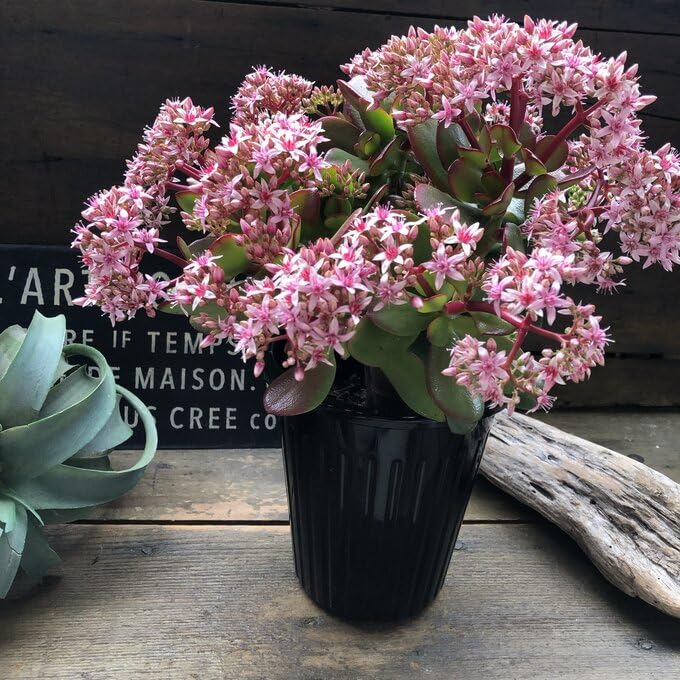Amazon｜ノーブランド品 金のなる木 5号 花月 多肉植物 観葉植物