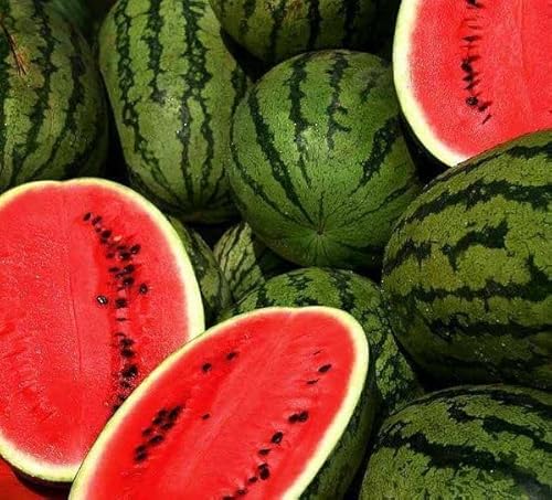 25 Jubilee Watermelon Seeds For Planting Heirloom Non Gmo 2.5 Grams Garden Vegetable Bulk Survival Hominy #TOP20