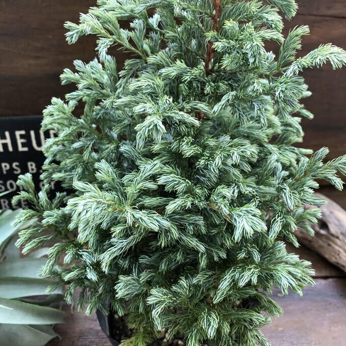 新鮮リュウガン龍眼 10袋入り ネット袋 楽天市場】竜眼 生の通販