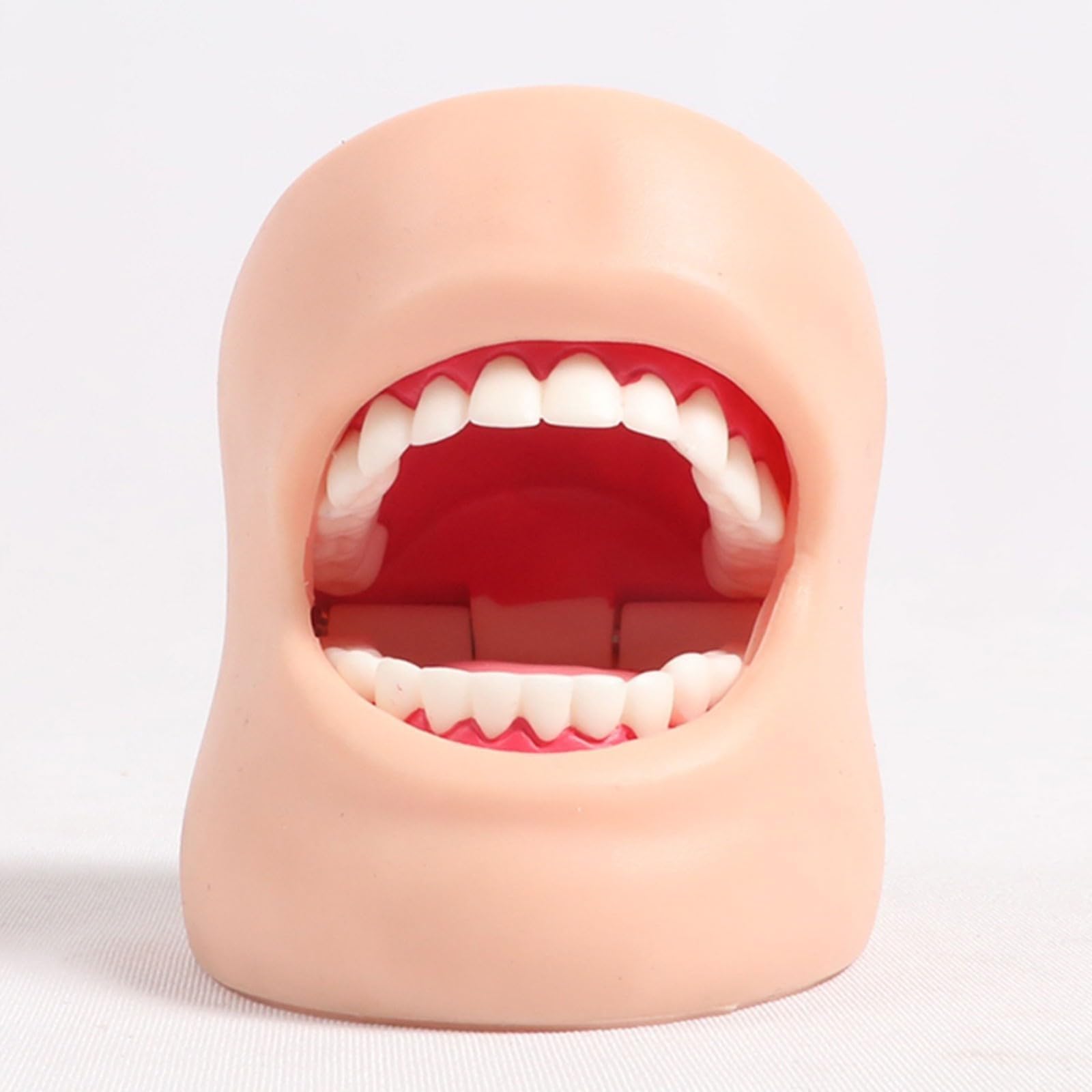 Dentystyczne modele dentystyczne do nauczania modeli dentystycznych modeli do pielęgnacji zębów (z policzkami)