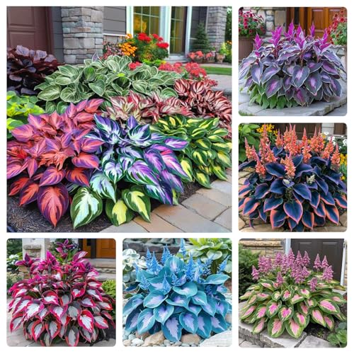 330+ Mixed Color Hosta Seeds for Planting - Shade-Tolerant Perennials,