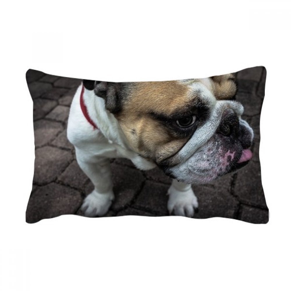 Cadeau coussin bouledogue de luxe 40x60cm idée cadeau décoration canapé salon chic