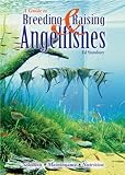 Breeding & Raising Angelfishes