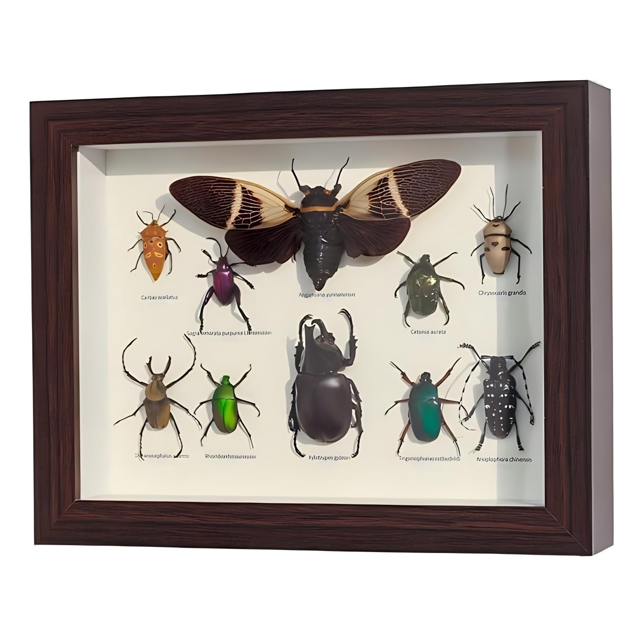 DRXRD Taxidermia de Insectos Mixtos para Decoración de Pared, Vitrina de Insectos Reales con Caja de Madera Enmarcada, para Colecciones y Comprensión de la Estructura de los Insectos