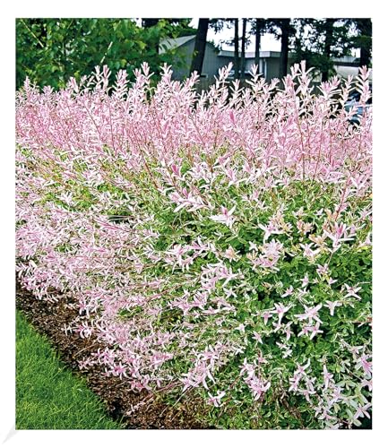 BALDUR Garten Salix-Hecke Hakuro Nishiki, 1 Pflanze, Weide, Heckenpflanzen,...