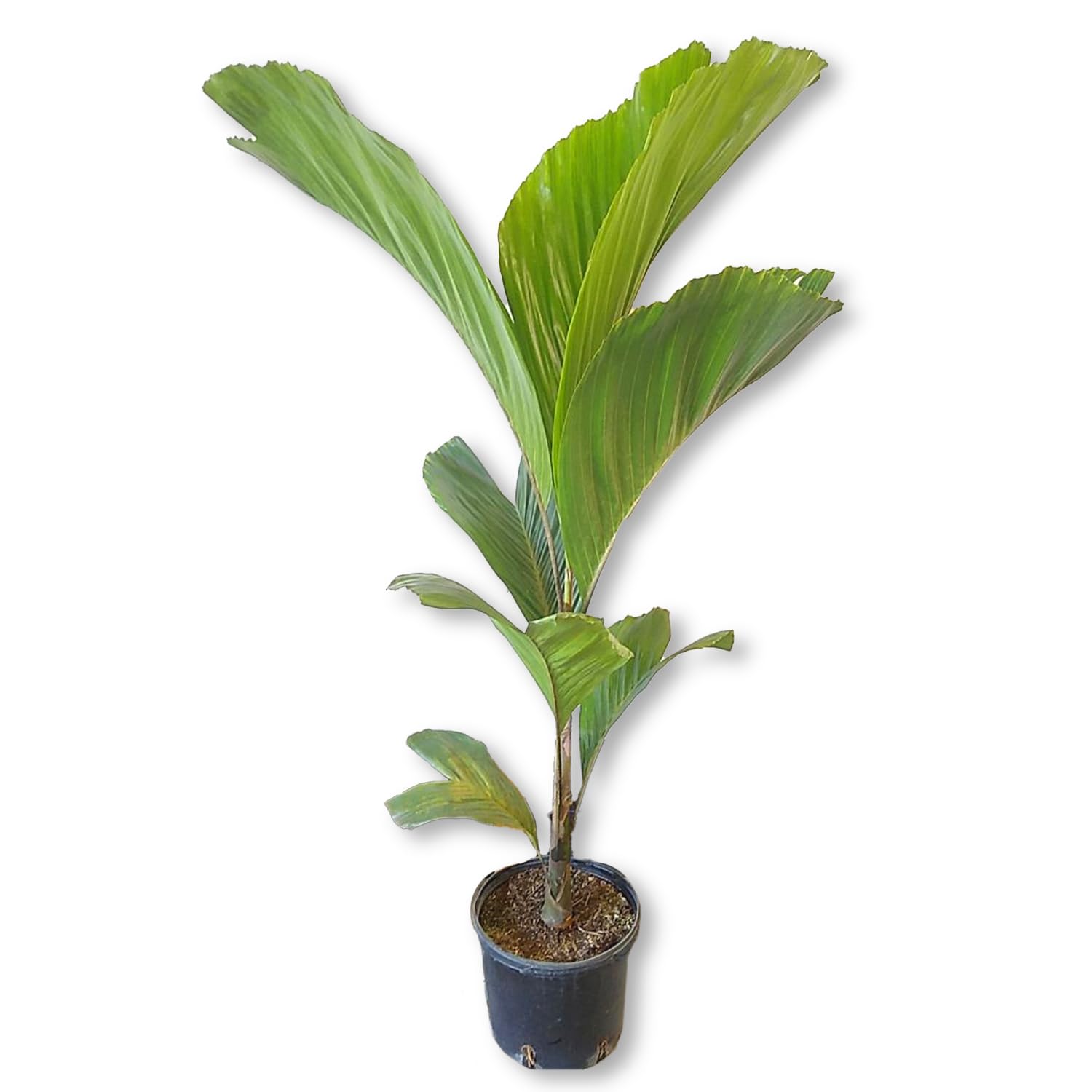 monstera lampe Monstera Plant Lamp – blume.homeware