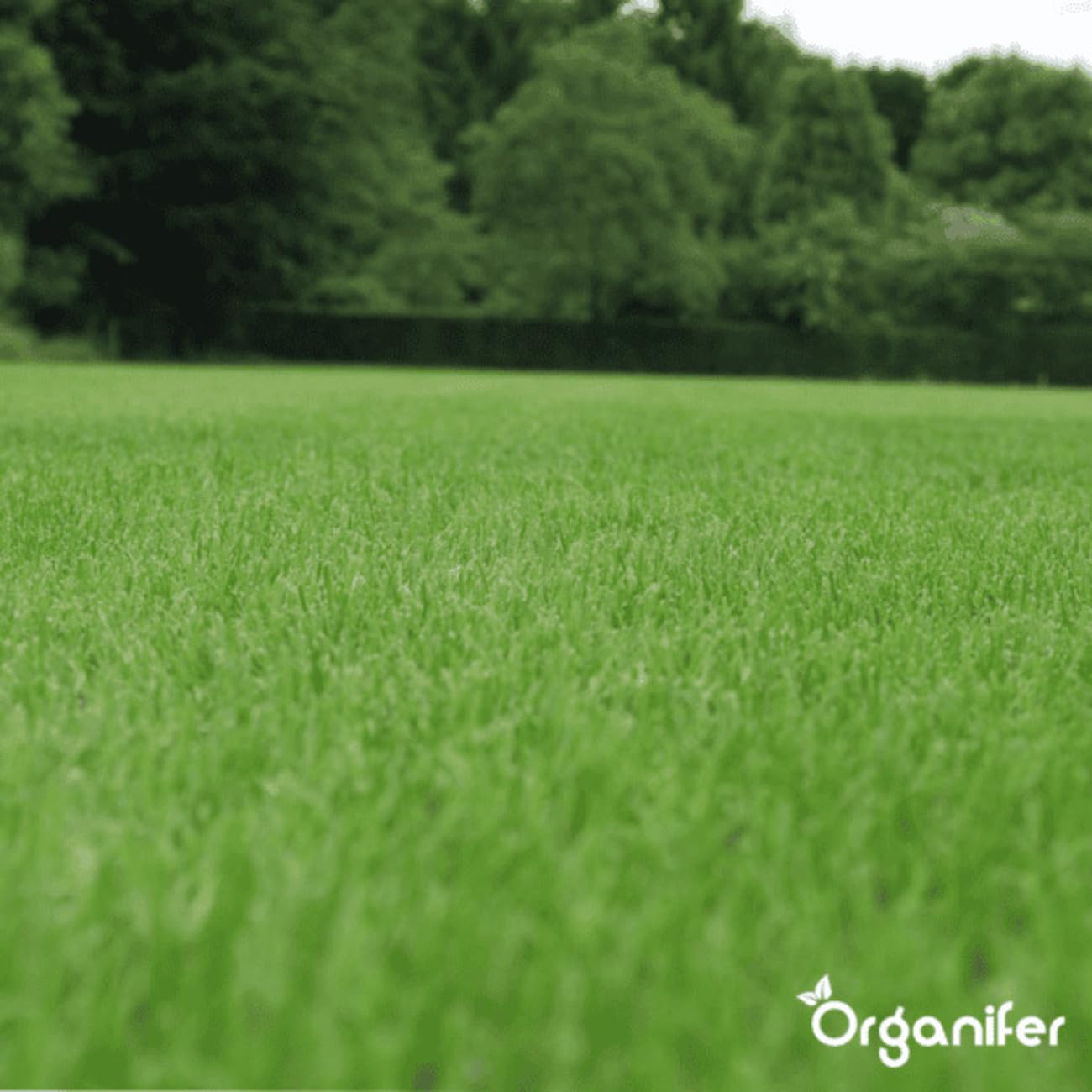 Organifer Graines De Gazon À Germination Rapide 1 Kg 50 M2 Pelouses Sportives