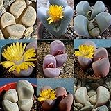 Grow Your Secret Garden