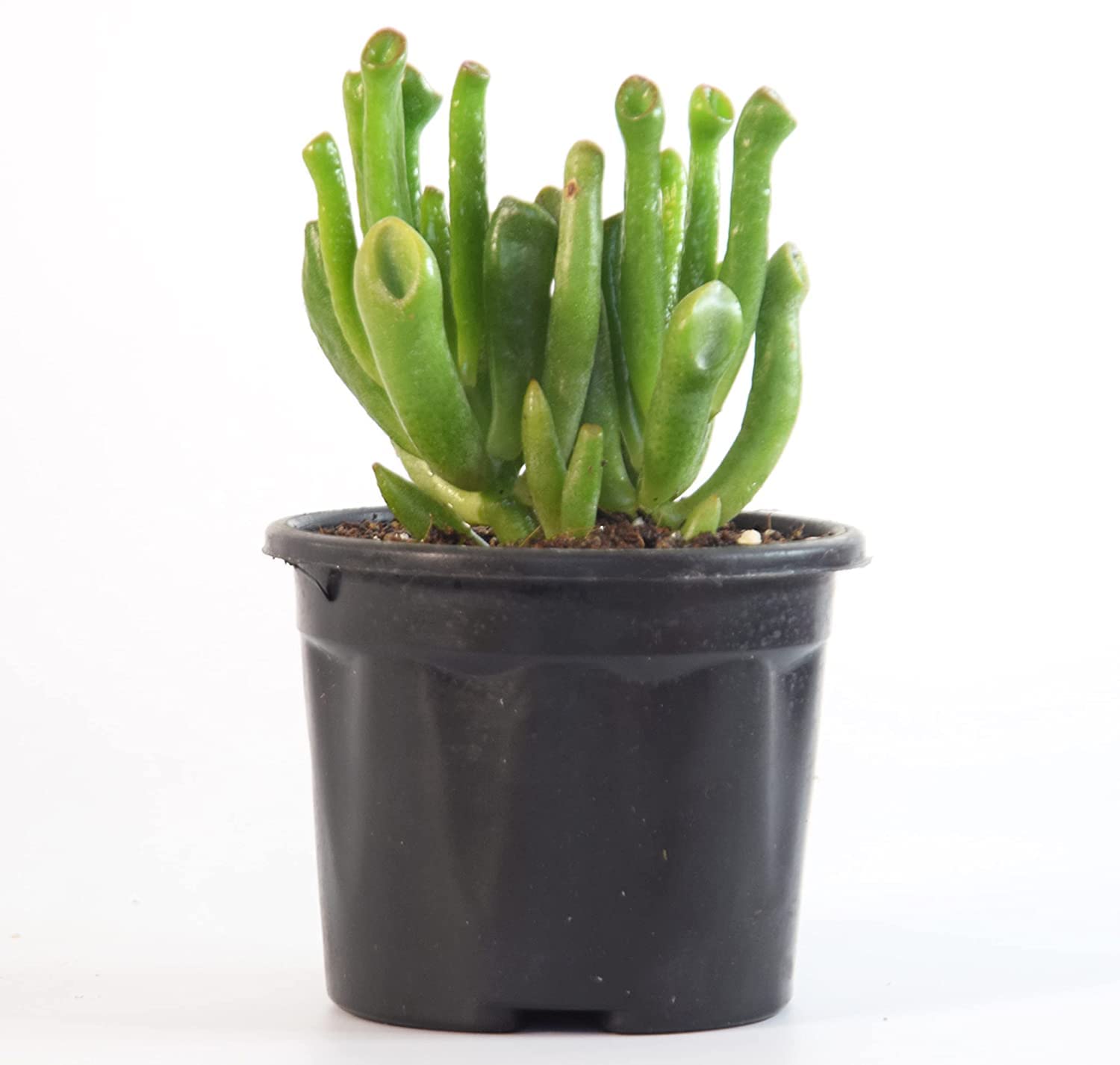 Crassula Ovata | Gollum Jade Money Plant Succulent With Plastic Pot |-image-29
