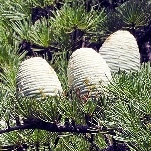 Cedrus Libani Seeds Cedar Of Lebanon Fragrant Low Maintenance Drought Tolerant Easy To Grow Outdoor Pathway 5Pcs Tree Seeds By Yegaol Garden #TOP4