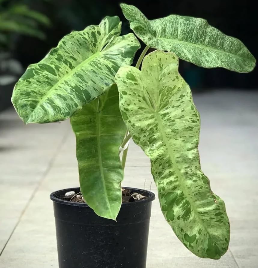 The Four Seasons Philodendron Paraiso Verde | Large Size | Rare Natural Live Plant in Pot (B0CG5V4126) Amazon Price History, Amazon Price Tracker