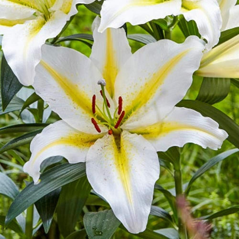 Baferrari Oriental Lily - 2 Bulbs